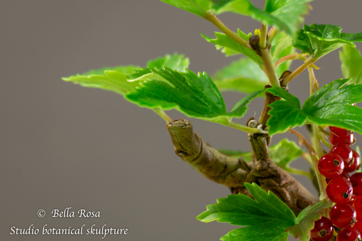 Currant bonsai. Mini.