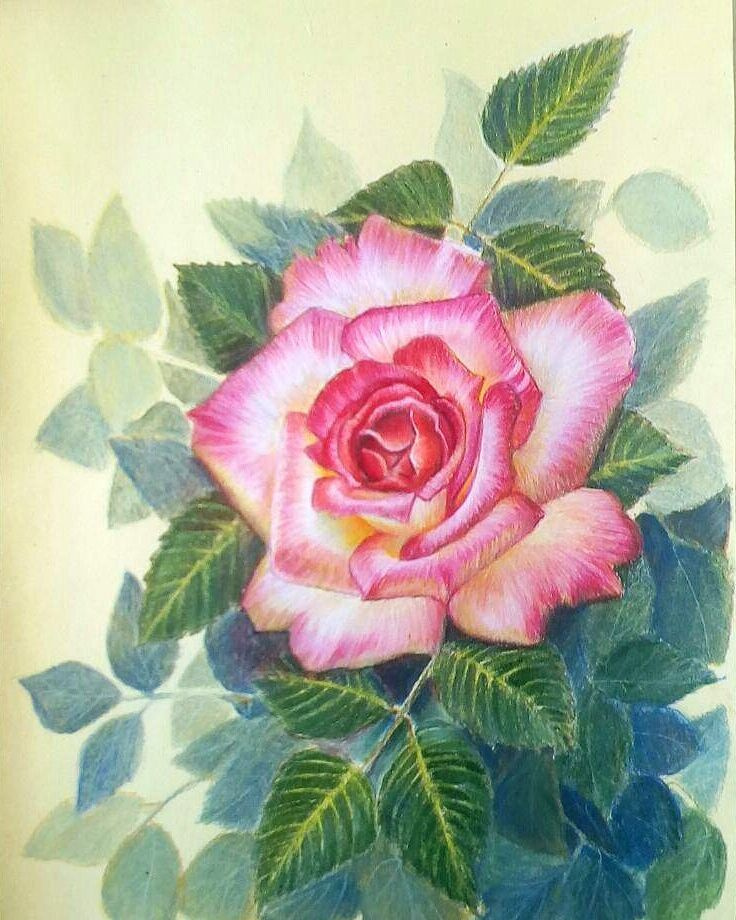 Sophie Wasilewska. Pink rose