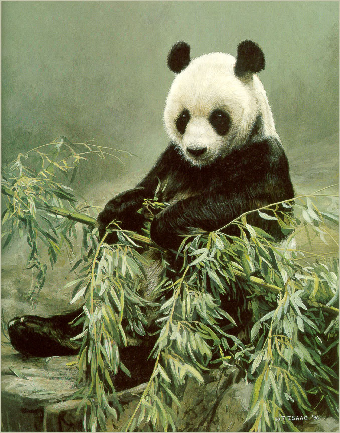 Terry Isaac. Panda