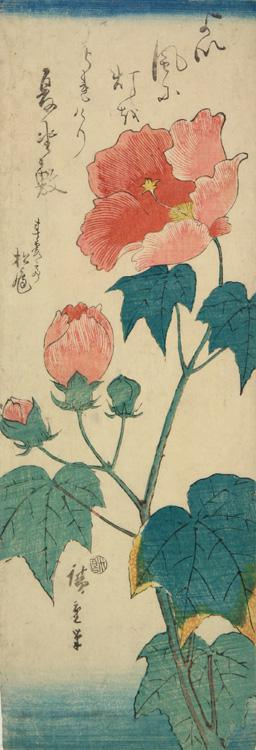 Utagawa Hiroshige. Hibiskus