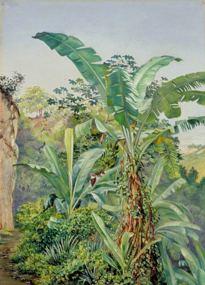 Марианна Норт. Банановые пальмы и табебуйя, Ямайка