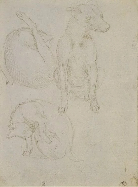 Леонардо да Винчи. Два этюда кошки и этюд собаки