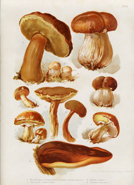 Elisabeth Merkurevna Boehm (Endaurova). Mushrooms