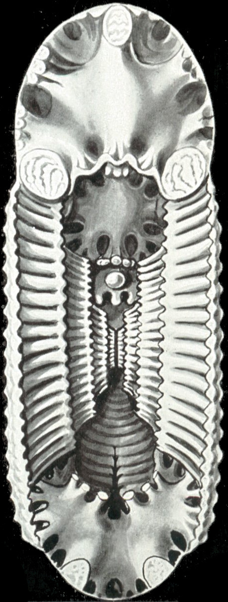 Ernst Heinrich Haeckel. Cavernous planulus. "The beauty of form in nature"