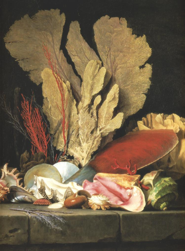 Anna Valeyer-Koster. Still life with tuft of marine plants, shells and corals