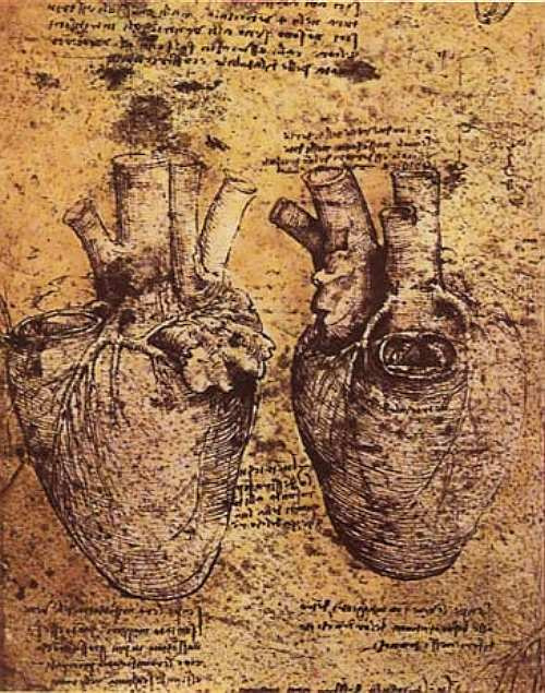 Leonardo da Vinci. The heart and its vessels