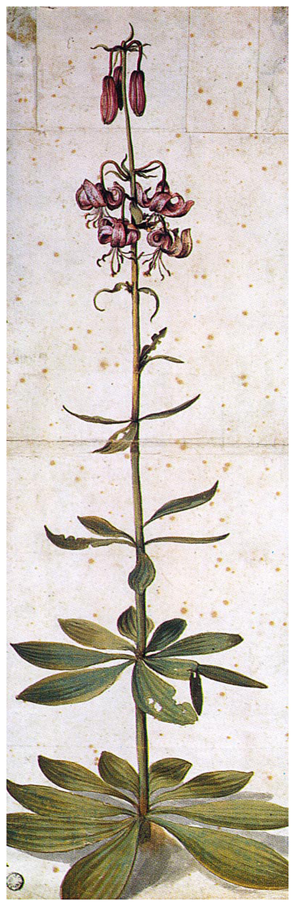 Albrecht Dürer. Turkish Lily. (Lily Martagon)