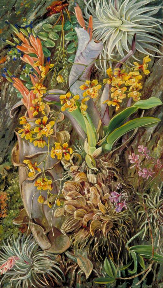 Marianna norte. Grupo de orquídeas epífitas, Brasil