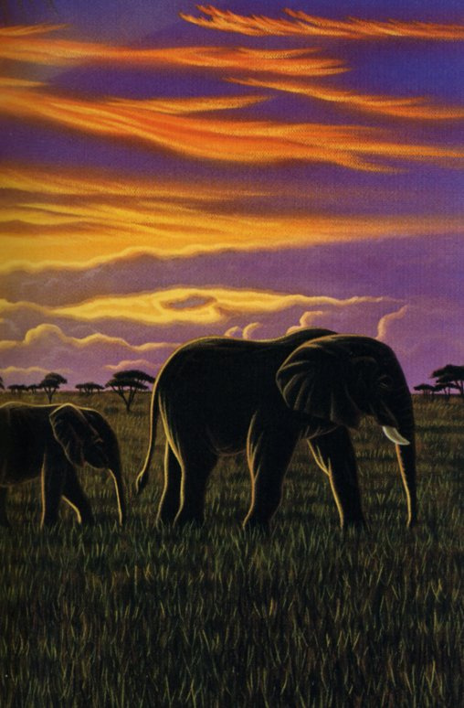 William Schimmel. Elephants