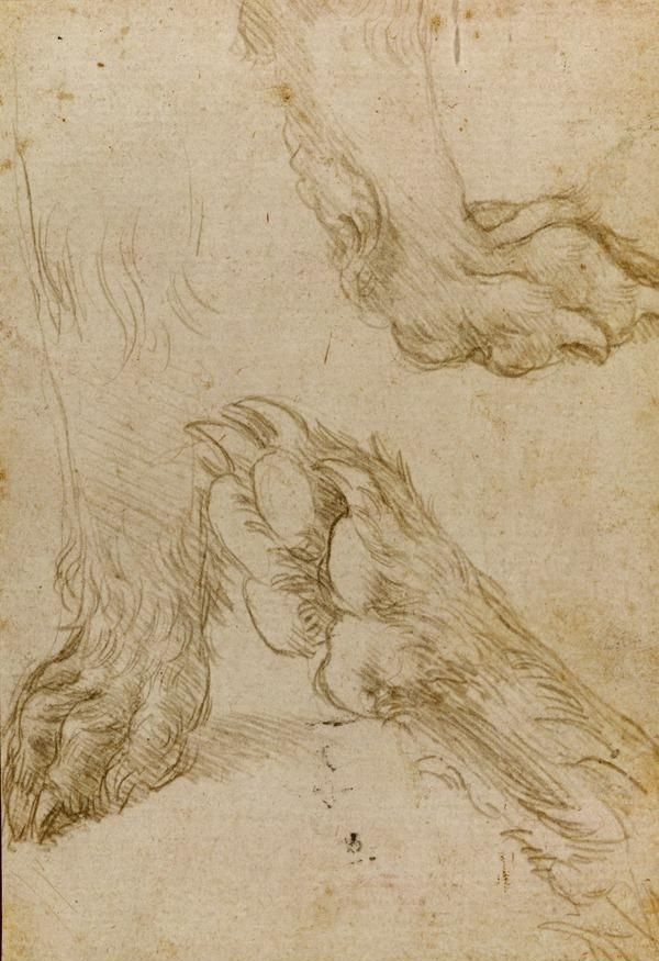 Leonardo da Vinci. Study of dog paws