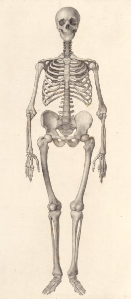 George Stubbs. Human skeleton