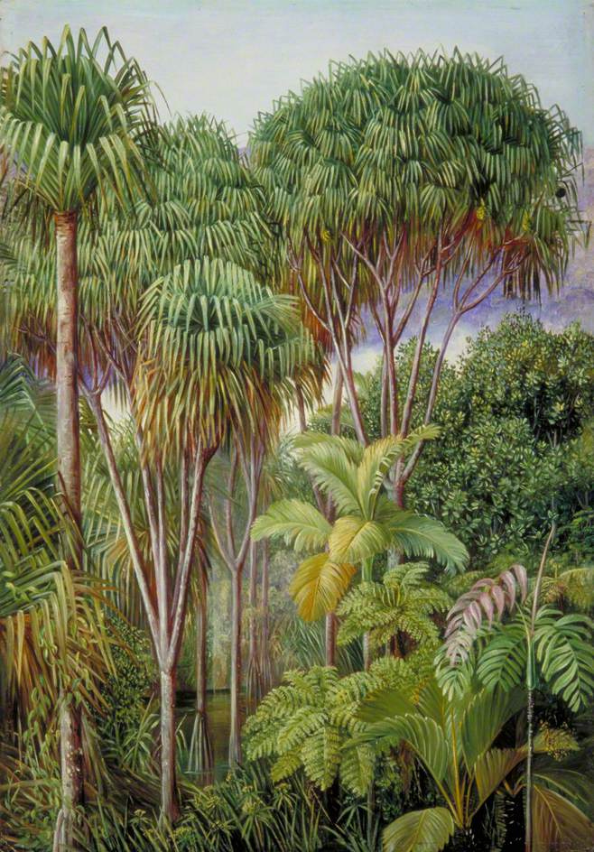 Марианна Норт. Панданы, пальмы и коричные деревья на холмах в Маэ