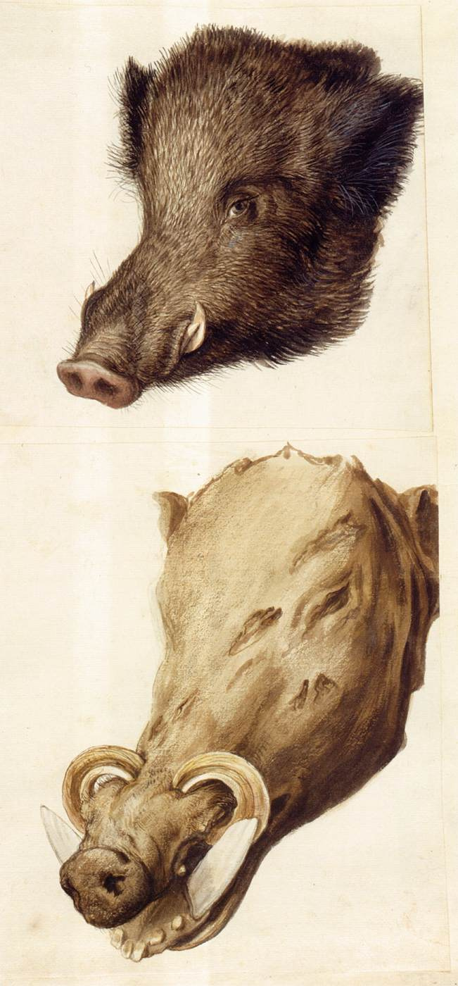 Giuseppe Arcimboldo. Boar's head