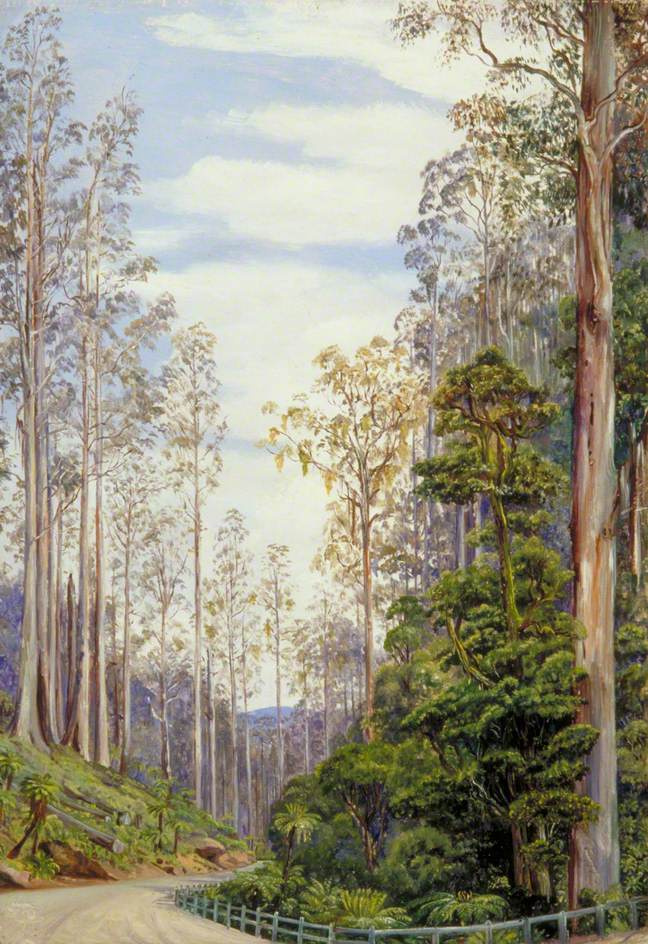 Marianna a nord. Strada attraverso la foresta, Fernshaw, Victoria, Australia