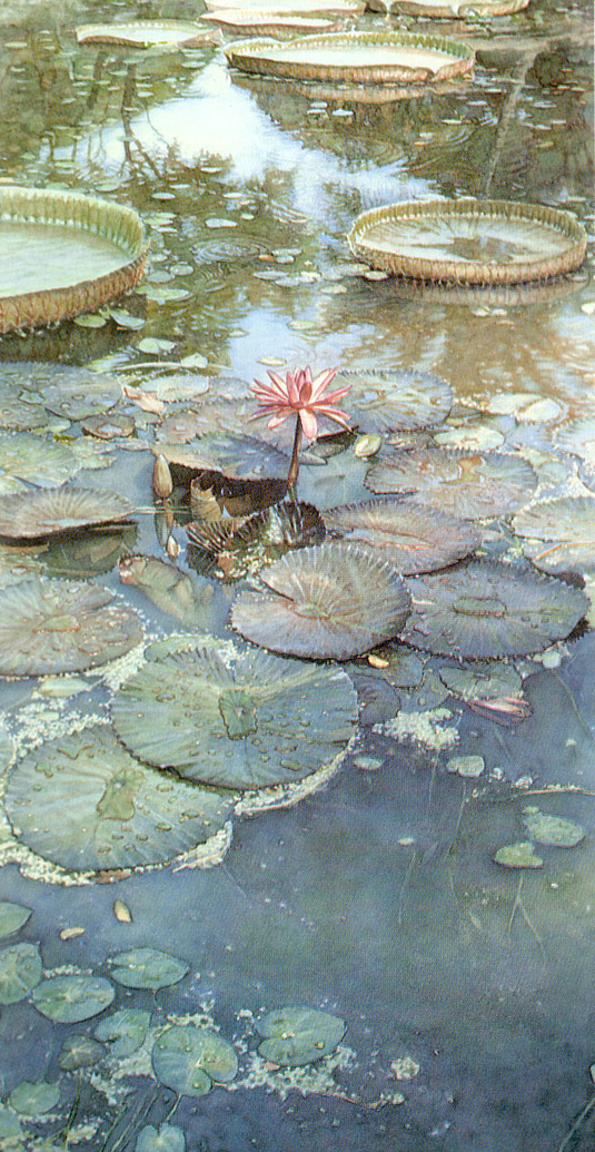 Стив Хэнкс. Цветущие водяные лилии