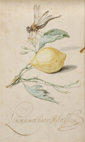 Balthasar van der Ast. 柠檬和蜻蜓