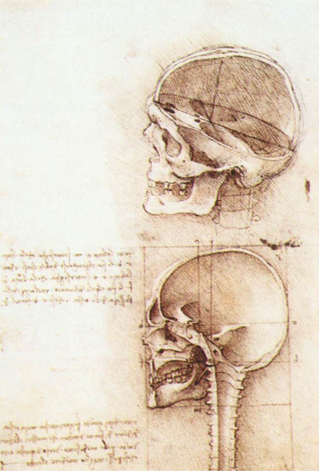 Leonardo da Vinci. Sketches of human skulls