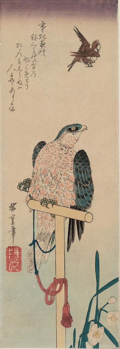 Utagawa Hiroshige. Falcon, watching the Sparrow, and daffodils. Series "Birds and flowers"