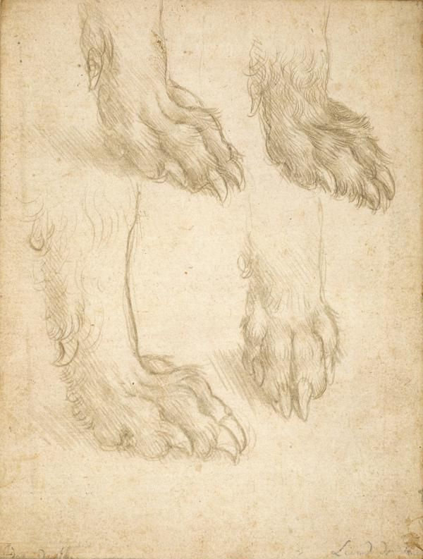 Leonardo da Vinci. Study of dog paws