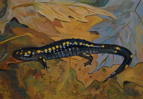 Larissa Lukaneva. Salamander