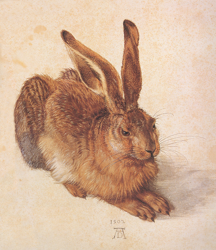 Young hare