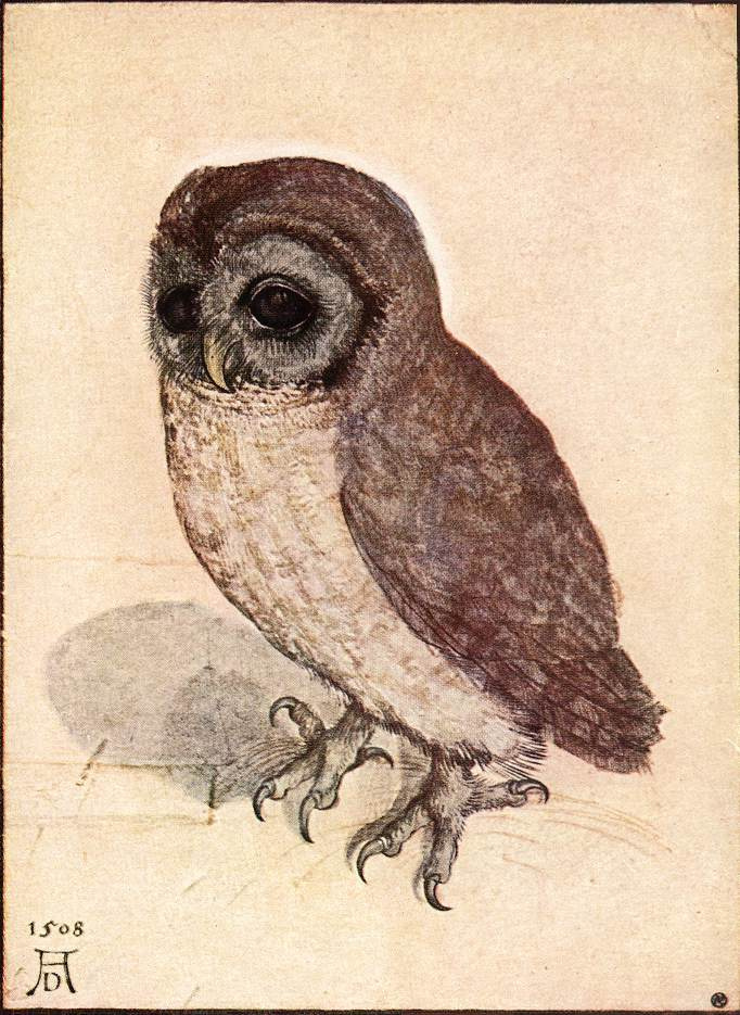 Albrecht Dürer. Little owl