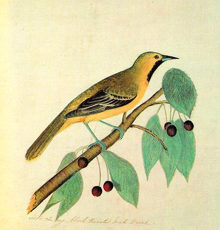 John James Audubon. Oriole