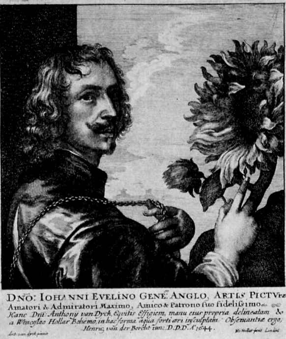 Wenzel Hollar. Portrait of Anthony van Dyck with a sunflower