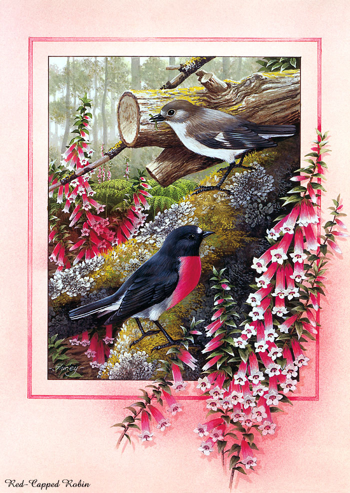 Shirley Barber. Australian birds
