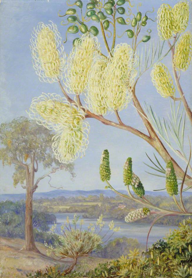 Марианна Норт. Ветка гревиллеи и вид на реку Суон, Западная Австралия