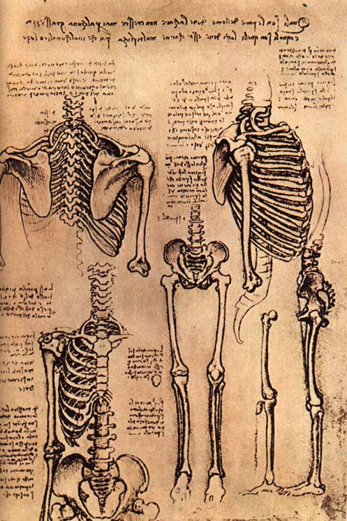 Leonardo da Vinci. Human skeleton
