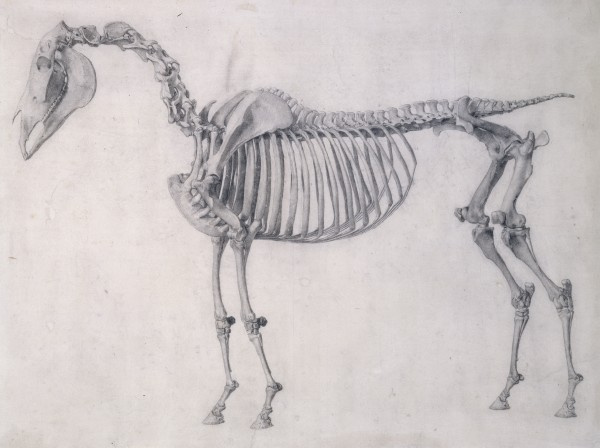 George Stubbs Première table anatomique du squelette d'un cheval, 1758 ...
