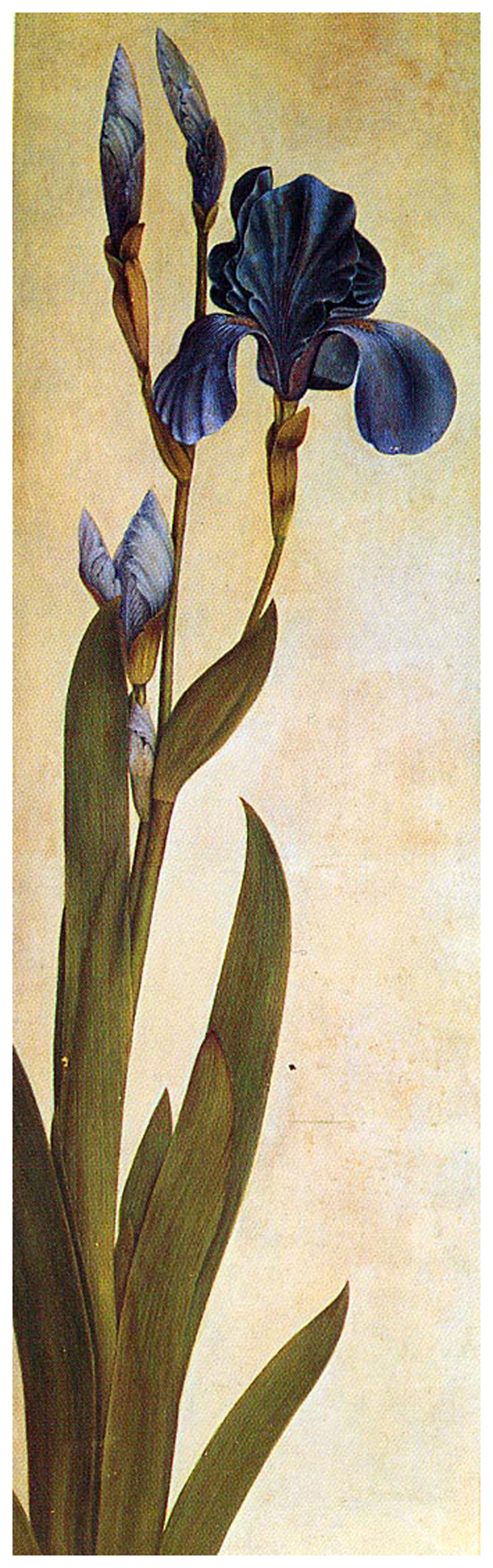 Albrecht Dürer. Iris