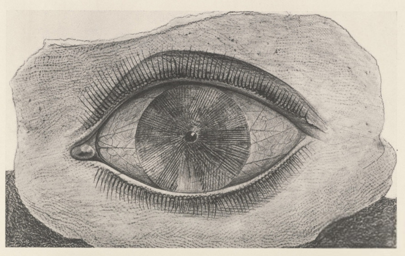 马克斯·恩斯特：自然历史: exhibition 14 六月– 13 十月, 卡门现代艺术