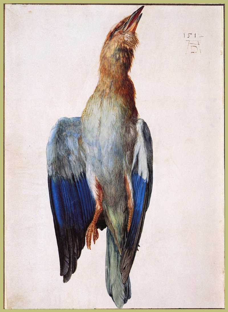 Dead Bluebird, 1512, 20×28 cm by Albrecht Dürer: History, Analysis & Facts  | Arthive