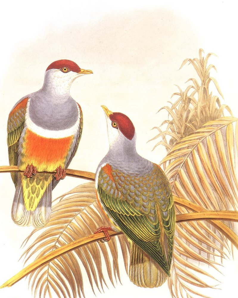 John Gould. Speckled rock pigeon