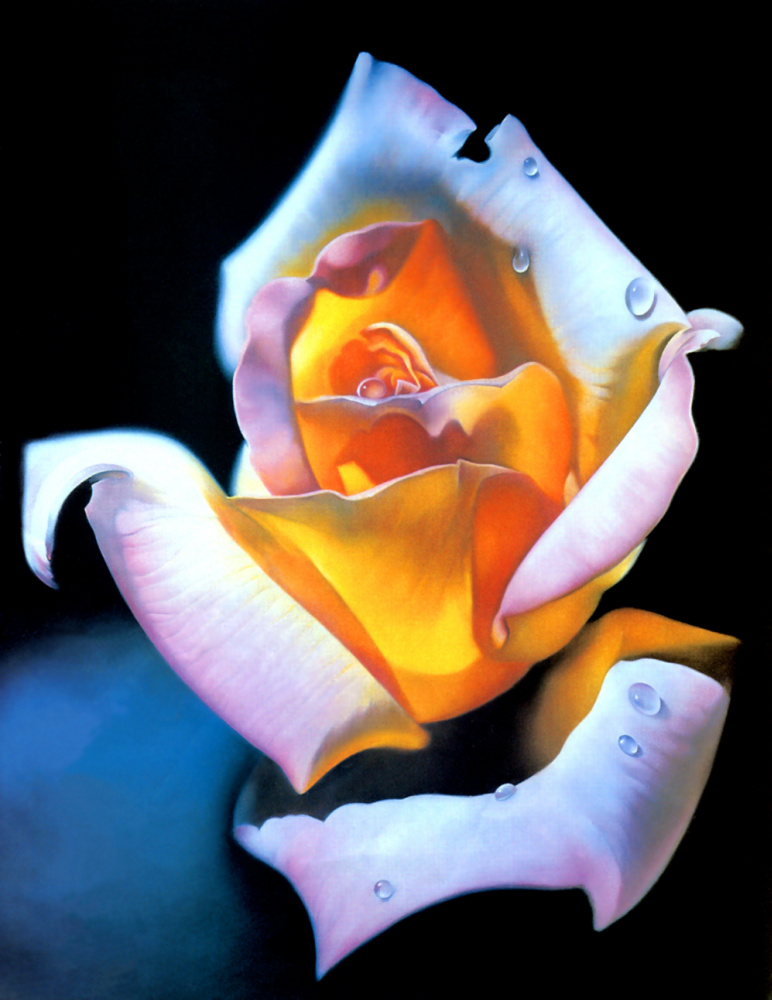 Patricia Atti. Rose