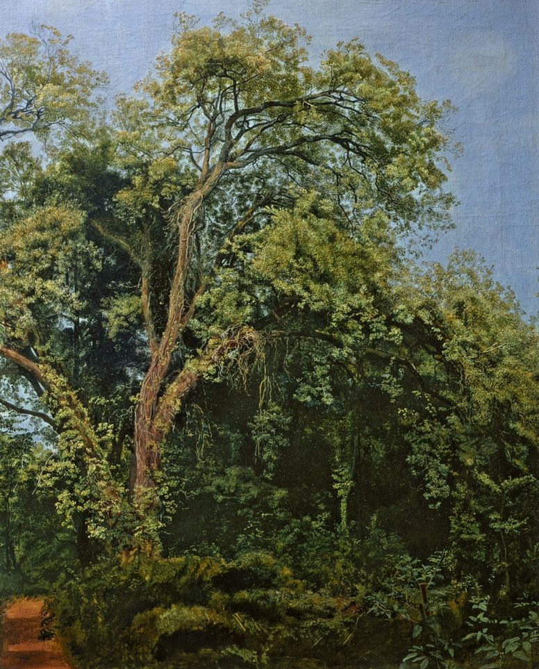 Alexander Andreevich Ivanov. Tree in the Park of Chigi