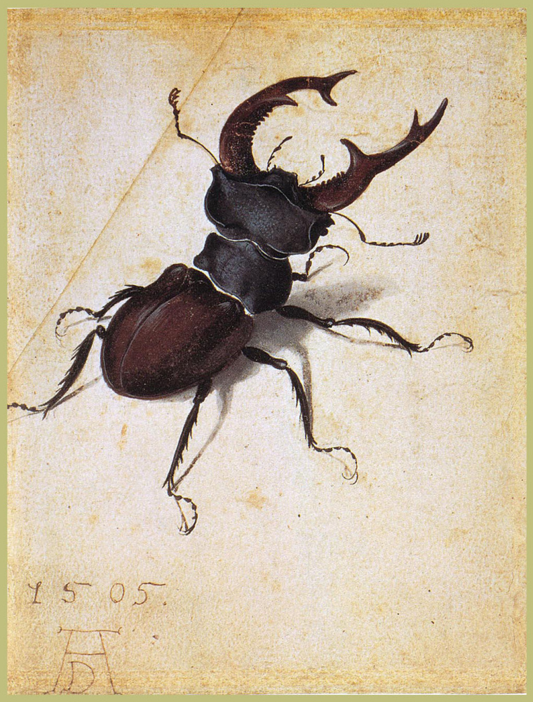 Albrecht Dürer. Beetle