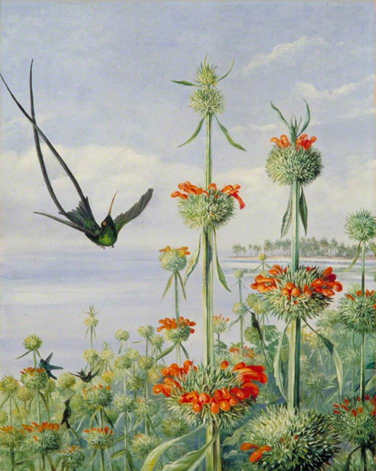 Marianna North. Leonotis and Hummingbird Doctor, Jamaica