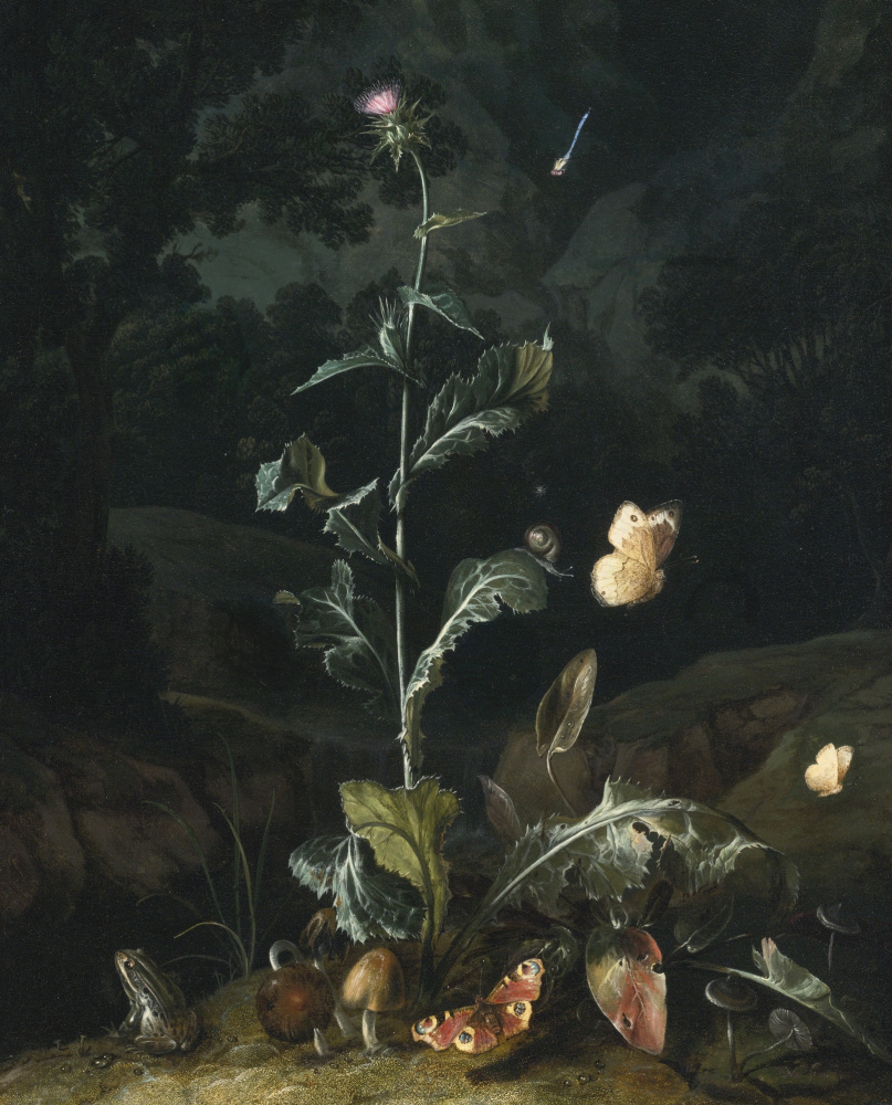 Otto Marceus van Scriec. Night forest still life with thistle, butterflies, mushrooms and frog