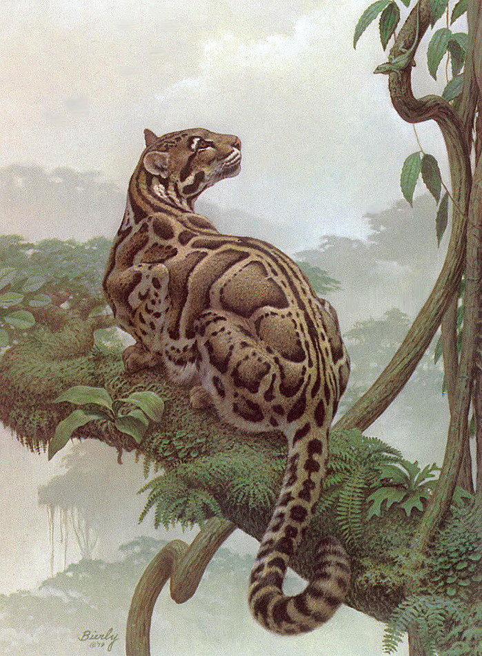 Edward Birley. Clouded leopard