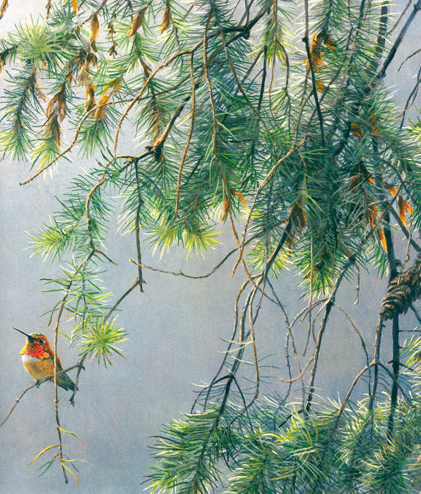 Robert Bateman. Fiery Hummingbird