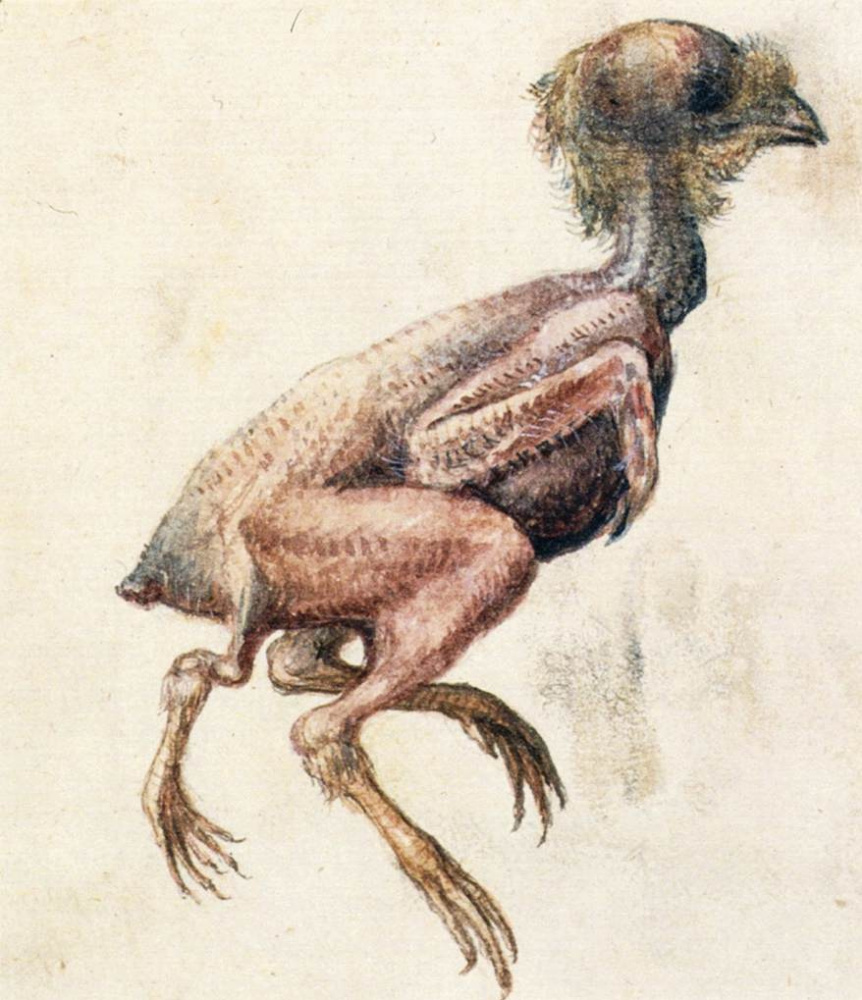 Giuseppe Arcimboldo. Pollo con tres patas