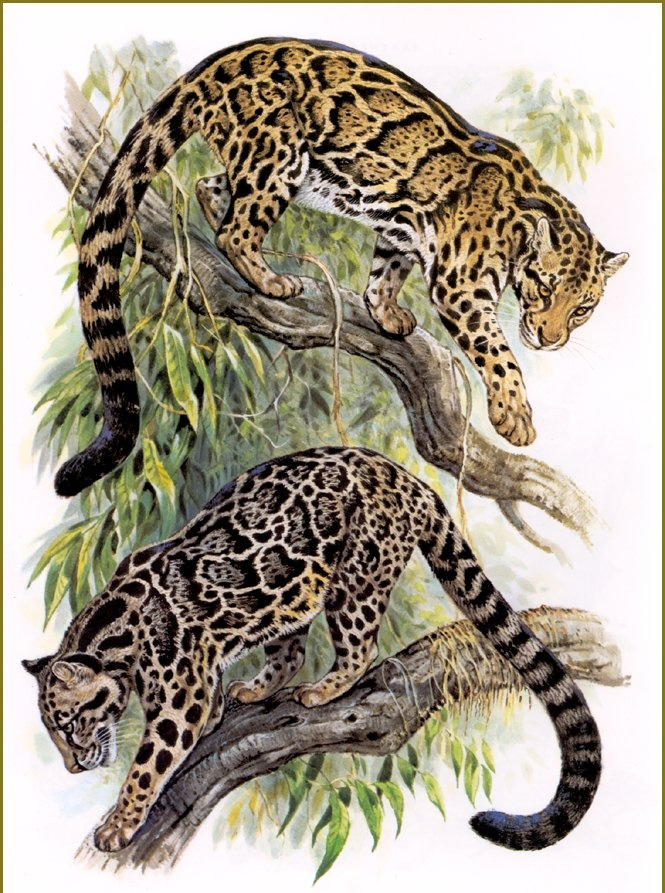 Robert Dallet. Clouded leopards