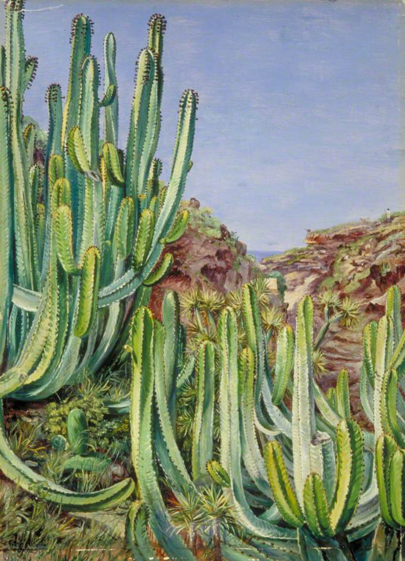 Marianna Norden Kakteen am Meer, Teneriffa, 1875, 3447 cm:  Werkbeschreibung | Artchiv