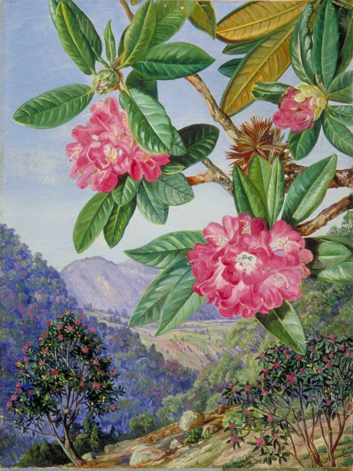 Marianna North. South indian rhododendron