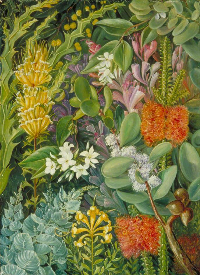 Marianna norte. Colección de flores de Australia Occidental