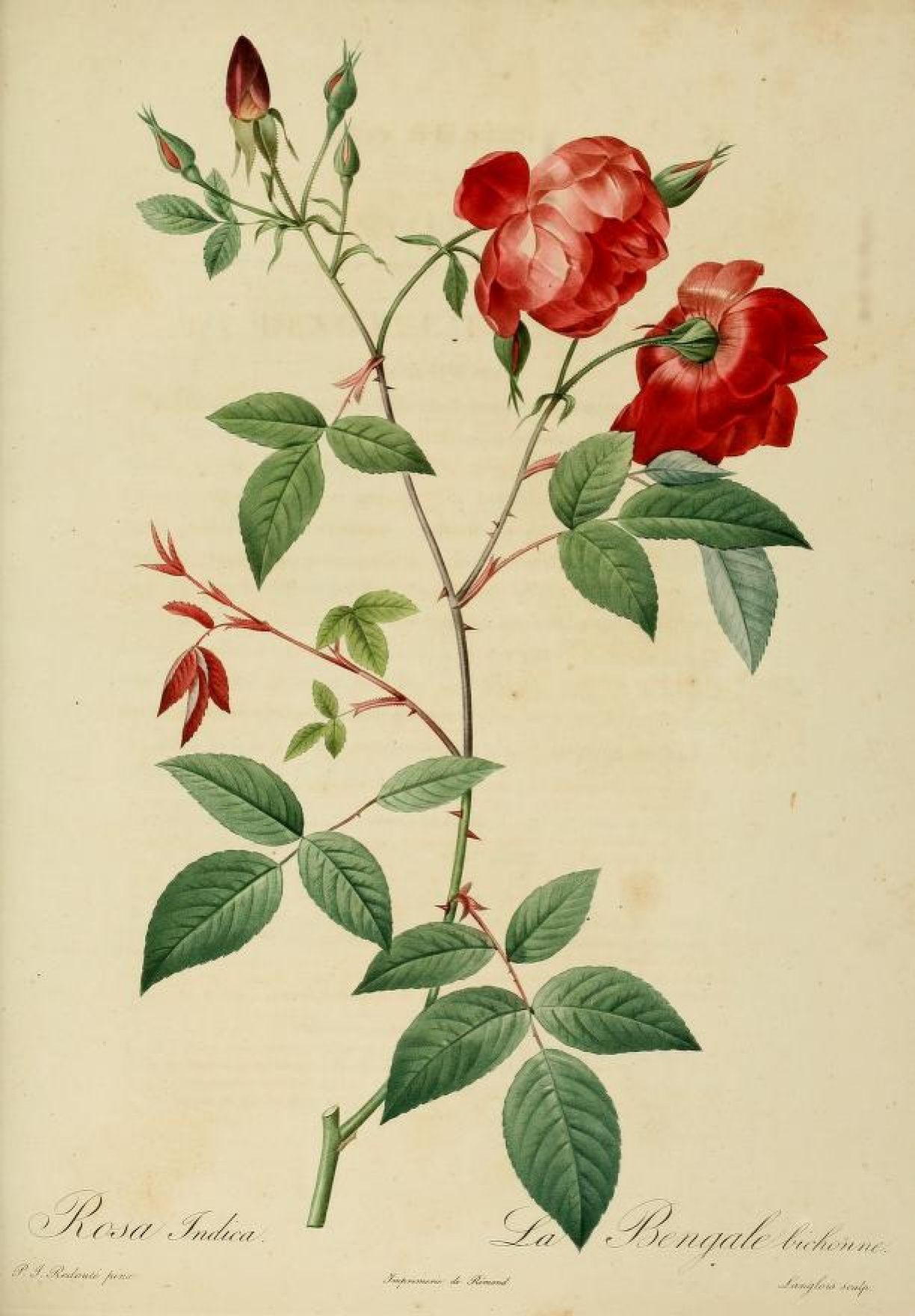 Pierre-Joseph Redoute 籼壁画。 “玫瑰”, 1817, 25×36 厘米：作品描述 