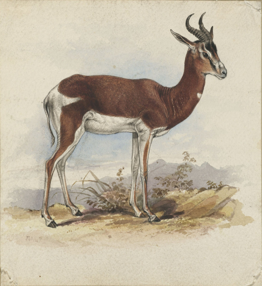 Edward Lear. Antilope